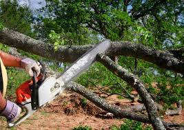 Best Tree Planting Services  in Hedwig Village, TX